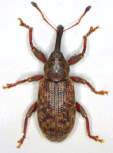 Réf. 198 874 : Dorytomus dejeani
